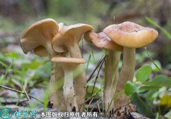 2022年2月15日榛蘑价格行情、今...