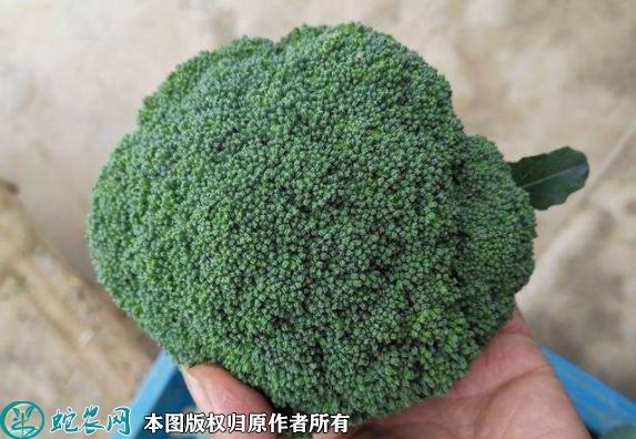 2022年2月2日优秀西兰花价格行情...