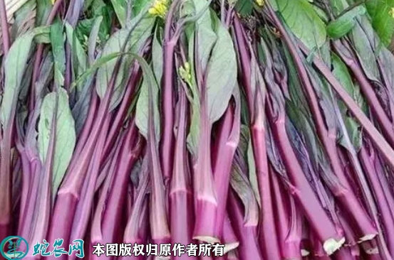 2022年2月7日菜苔价格行情、今日...