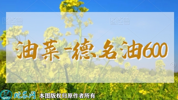 油菜新品种：德名油600简介