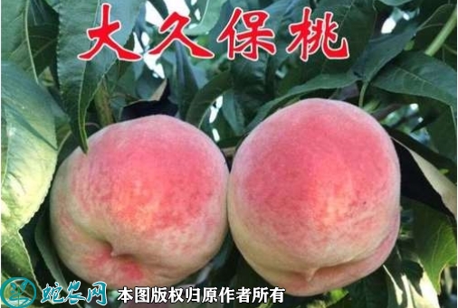 2022年2月14日大久保桃价格行情...