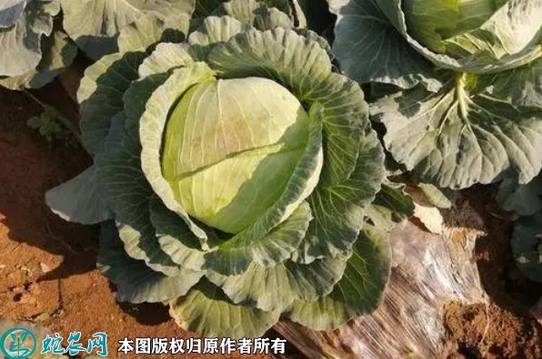 2022年2月2日扁包菜价格行情、今...