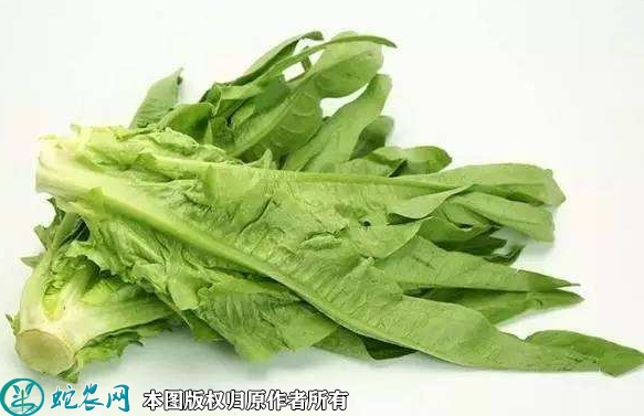 2022年2月6日油麦菜价格行情、今...