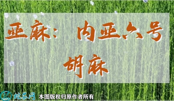 亚麻新品种：内亚六号胡麻简介
