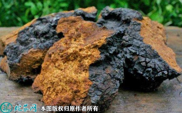 2022年2月15日白桦茸价格行情、...