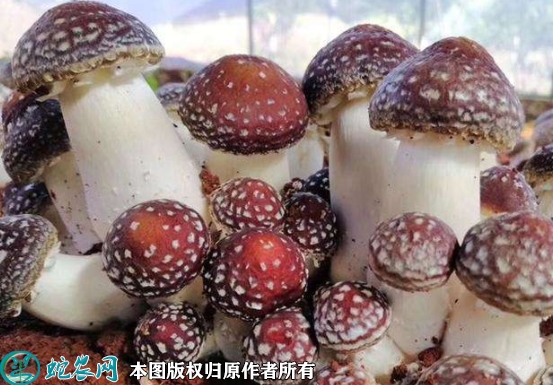 2022年2月15日大球盖菇价格行情...