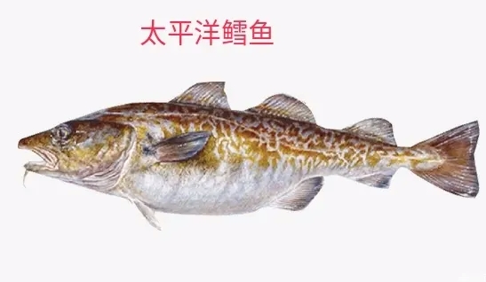 鳕鱼价格多少钱一斤？2022年3月今...