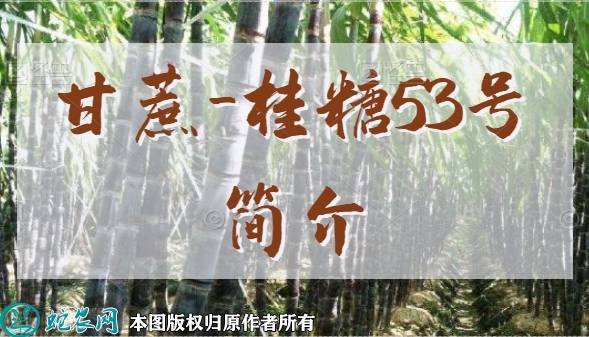甘蔗新品种：桂糖53号简介