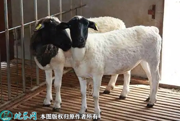 种羊价格多少钱一只？2022年3月今...