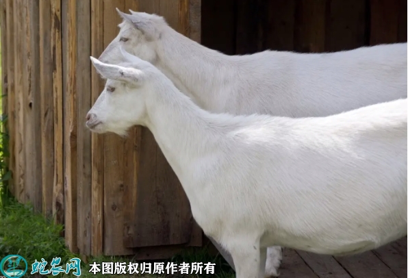 白山羊价格多少钱一只？2022年3月...