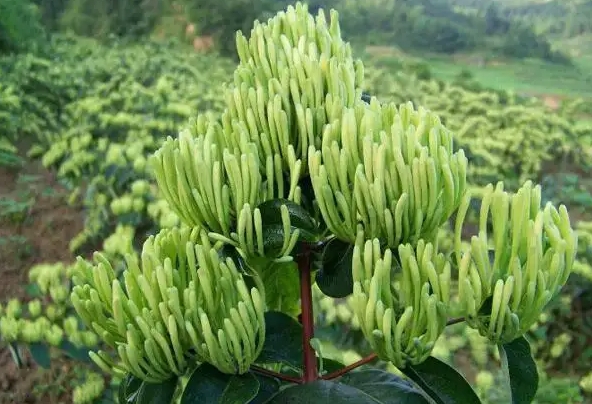 山银花价格多少钱一斤？2022年4月...
