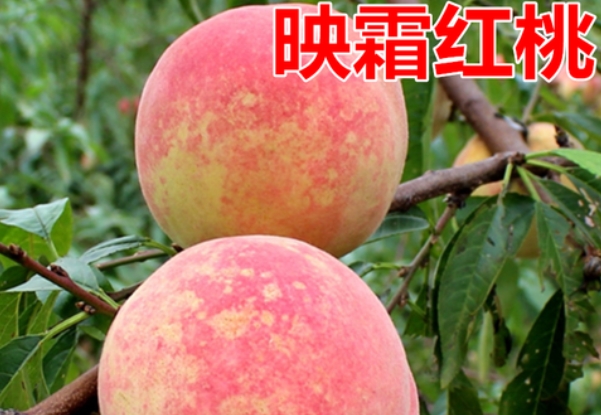 映霜红蜜桃价格多少钱一斤？2022年...