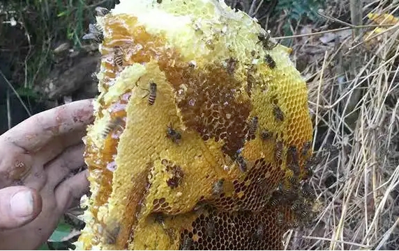 野蜂蜜价格多少钱一斤？2022年4月...