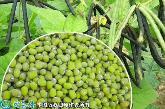 2022年7月绿豆种子价格多少钱一斤...