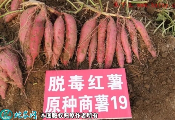 2022年7月商薯19红薯种苗价格多...