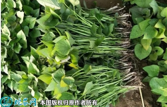 2022年7月济薯26号种苗价格多少...