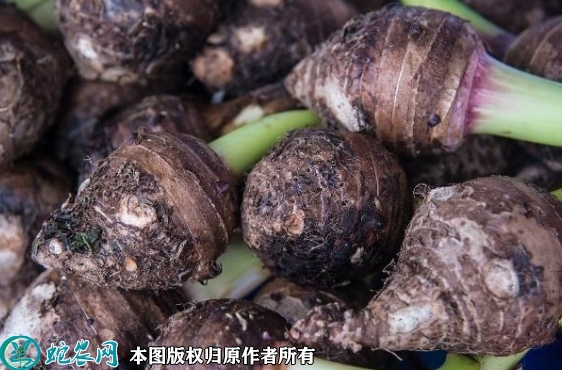 2022年7月芋头种价格多少钱一斤？...
