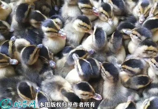 2022年5月25日蛋鸭苗价格多少钱...
