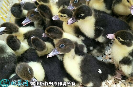 2022年5月25日番鸭苗价格多少钱...