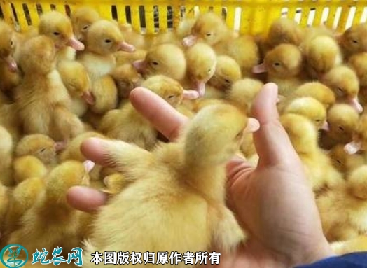 2022年5月25日桂柳鸭苗价格多少...