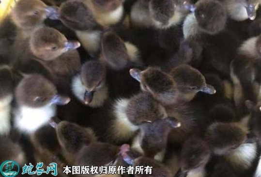 2022年5月25日黑番鸭苗价格多少...