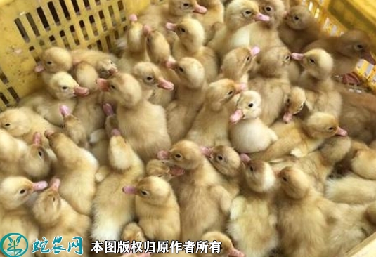2022年5月25日肉鸭苗价格多少钱...