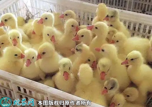 2022年5月25日白鹅苗价格多少钱...