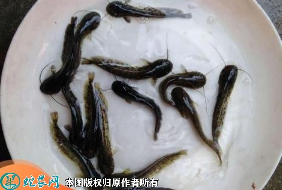 2022年5月29日鲶鱼苗价格多少钱...