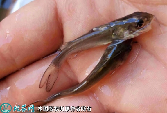 2022年5月29日叉尾鮰鱼苗价格多...
