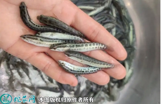 2022年5月29日乌鳢苗价格多少钱...