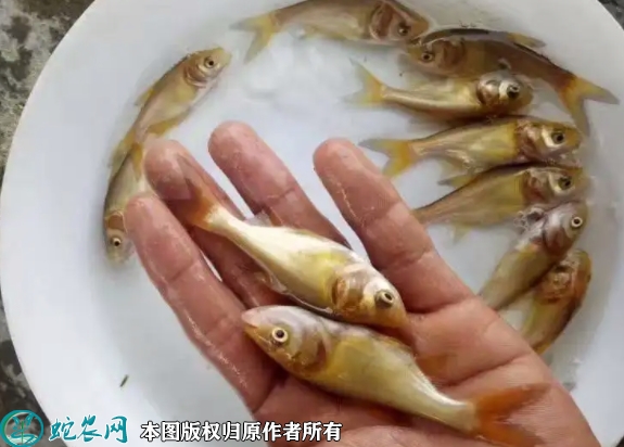 2022年5月30日金大头鱼苗价格多...