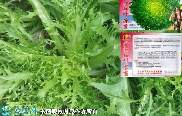 2022年6月5日苦苣种子价格多少钱...
