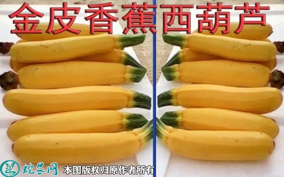 2022年6月5日香蕉西葫芦种子价格...