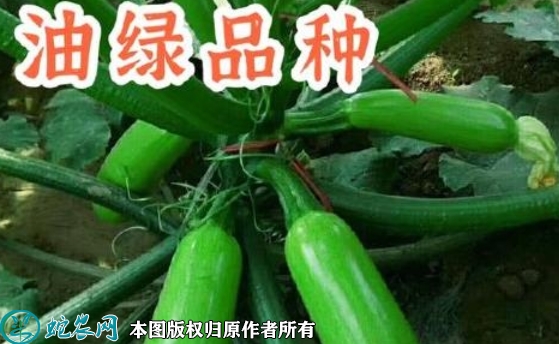 2022年6月5日绿皮西葫芦种子价格...