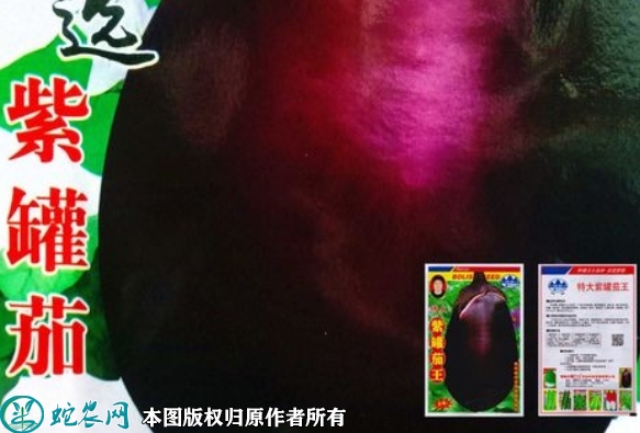 2022年6月5日茄子种子价格多少钱...