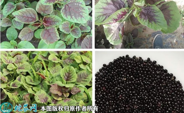 2022年6月6日红苋菜种子价格多少...