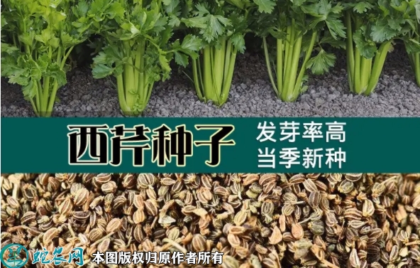 2022年6月6日西芹种子价格多少钱...
