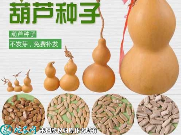 2022年6月6日葫芦种子价格多少钱...