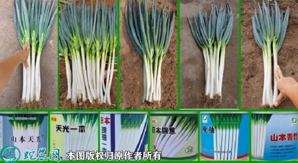 2022年6月7日长白大葱种子价格多...