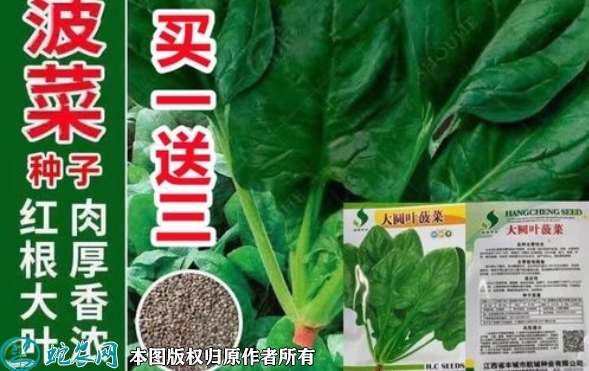 2022年6月7日大叶菠菜种子价格多...