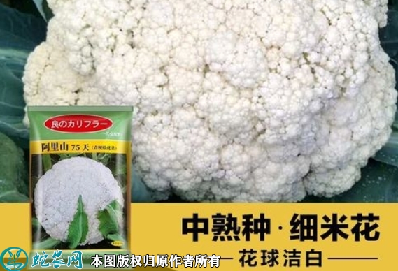 2022年6月7日花椰菜种子价格多少...