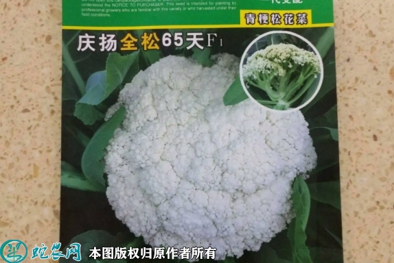 2022年6月7日白面青梗松花菜种子...