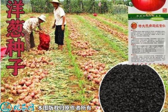 2022年6月8日红皮洋葱种子价格多...