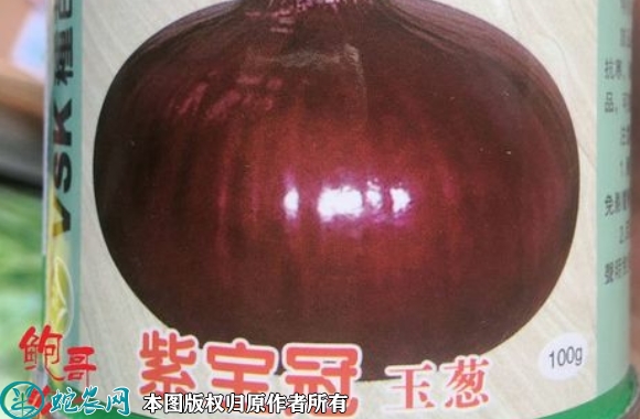 2022年6月8日紫皮洋葱种子价格多...