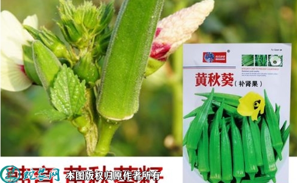 2022年6月8日黄秋葵种子价格多少...