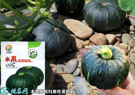 2022年6月8日青栗南瓜种子价格多...