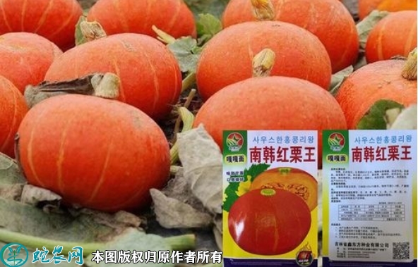 2022年6月8日红栗南瓜种子价格多...