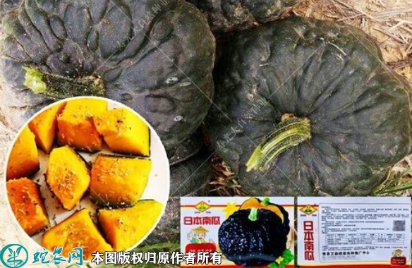 2022年6月8日黑皮南瓜种子价格多...