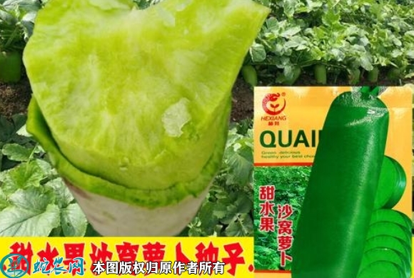 2022年6月8日沙窝萝卜种子价格多...