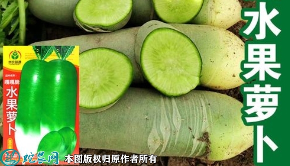 2022年6月8日水果萝卜种子价格多...